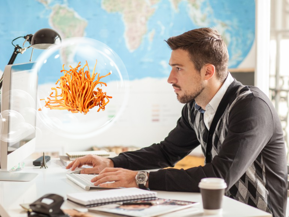 Đông trùng hạ thảo tác động thế nào đến cơ thể dân văn phòng?